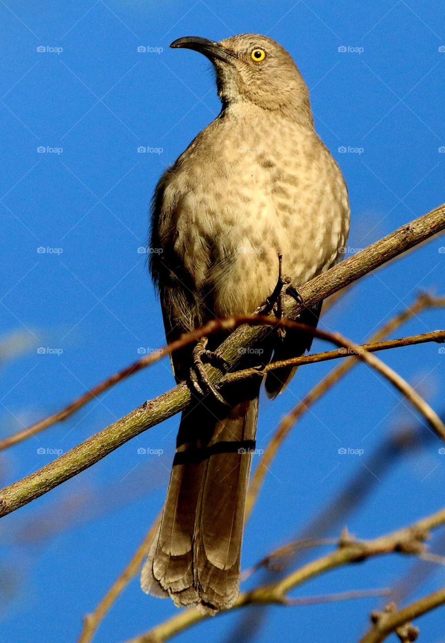 Curve-billed Thrasher on a Branch
