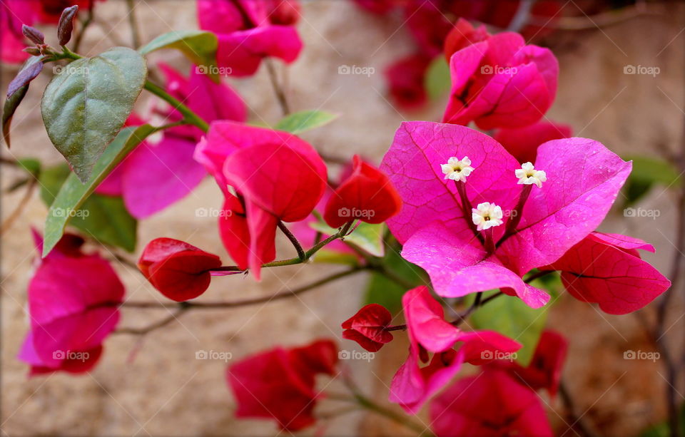 Tropical pink paper flowers 