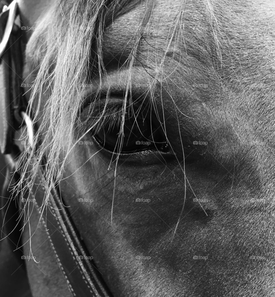 Equine Eye