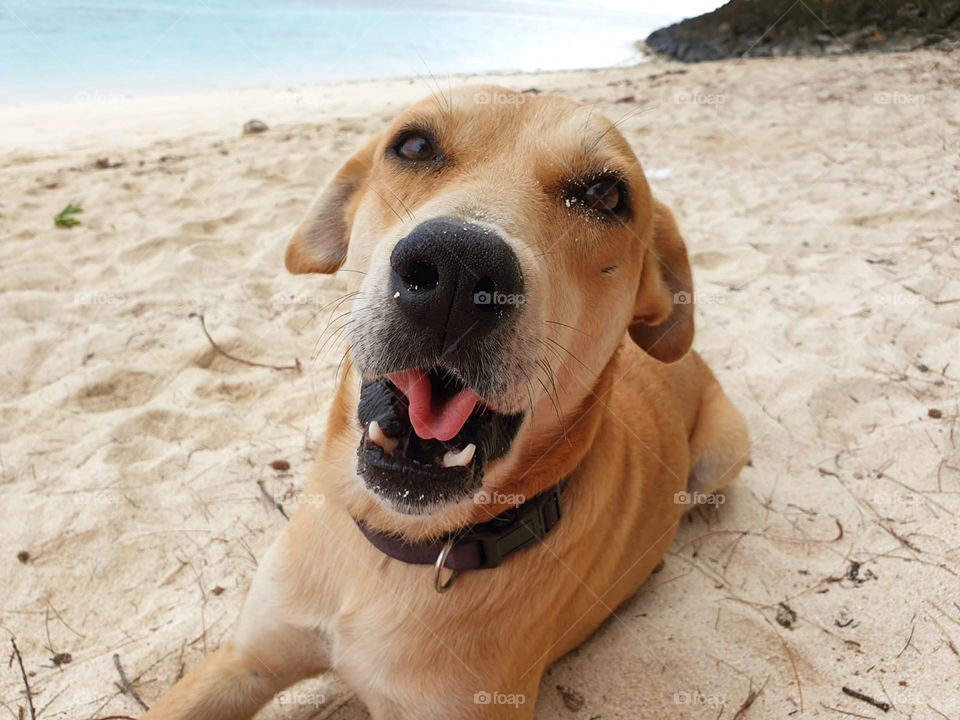 Doggo on the Beach