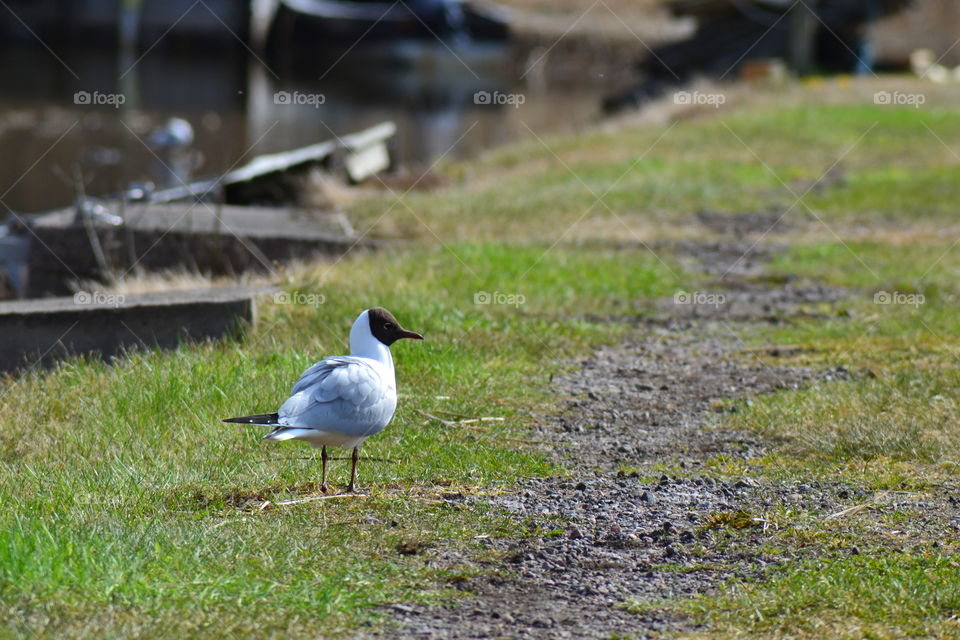Headed gull