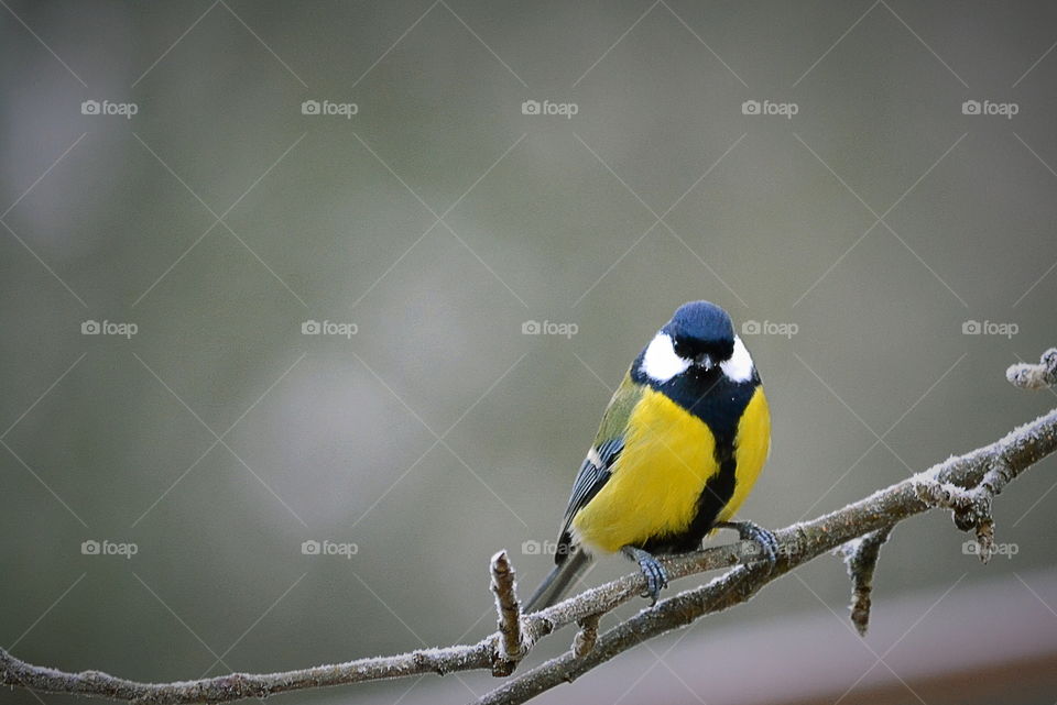 Bird perching on tree branch