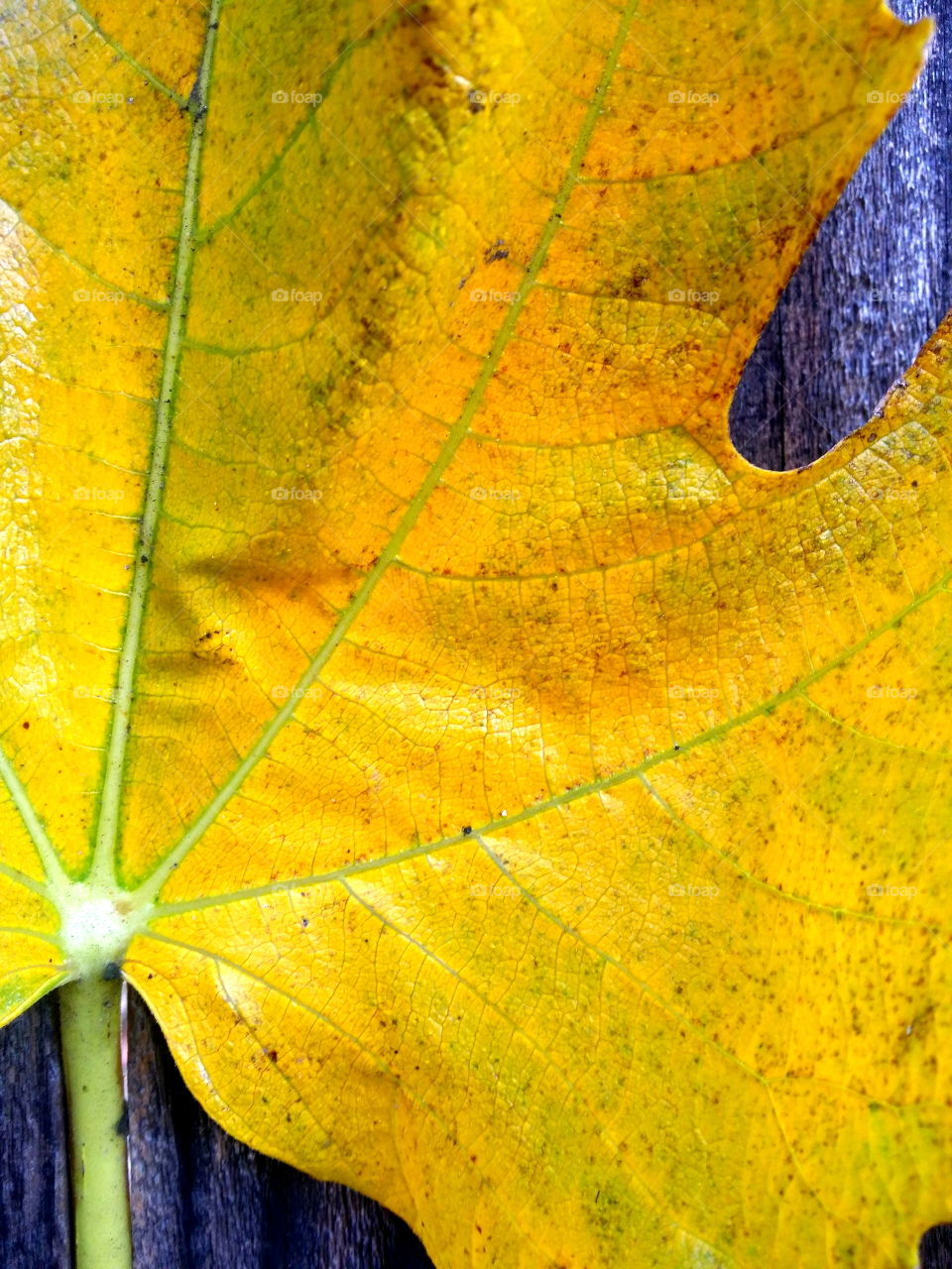 Yellow Fig Leaf