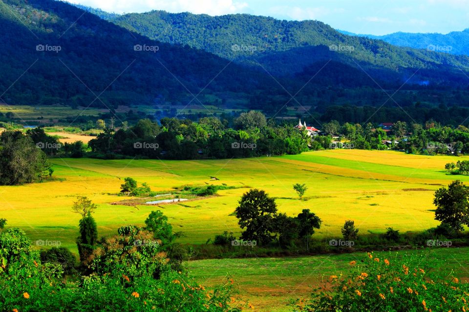 Beautiful nature in countryside Thailand.