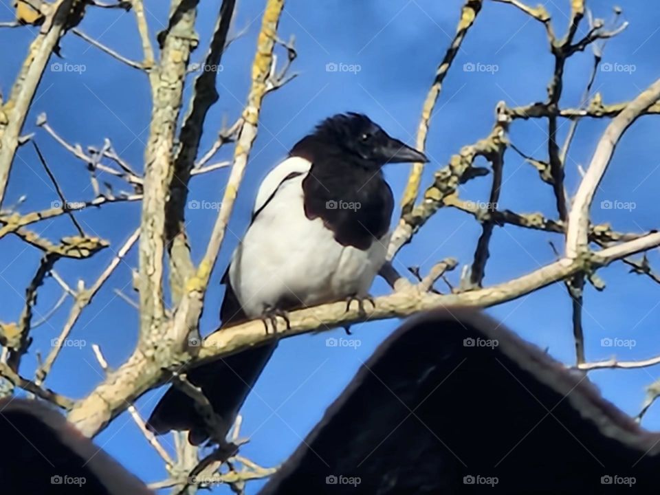 The magpie is a bird in the crow family