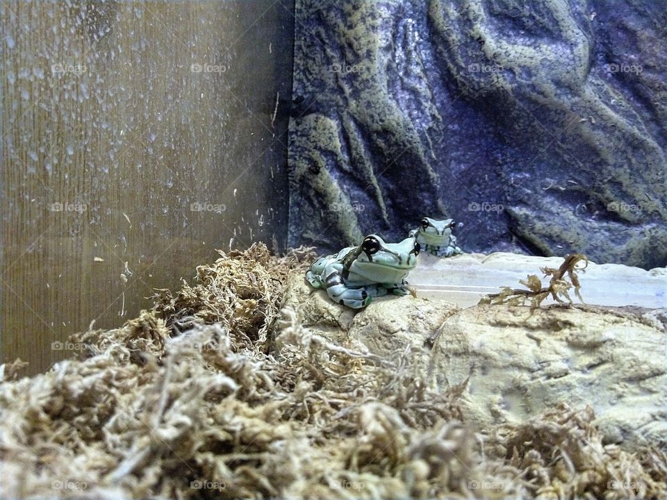 froggos