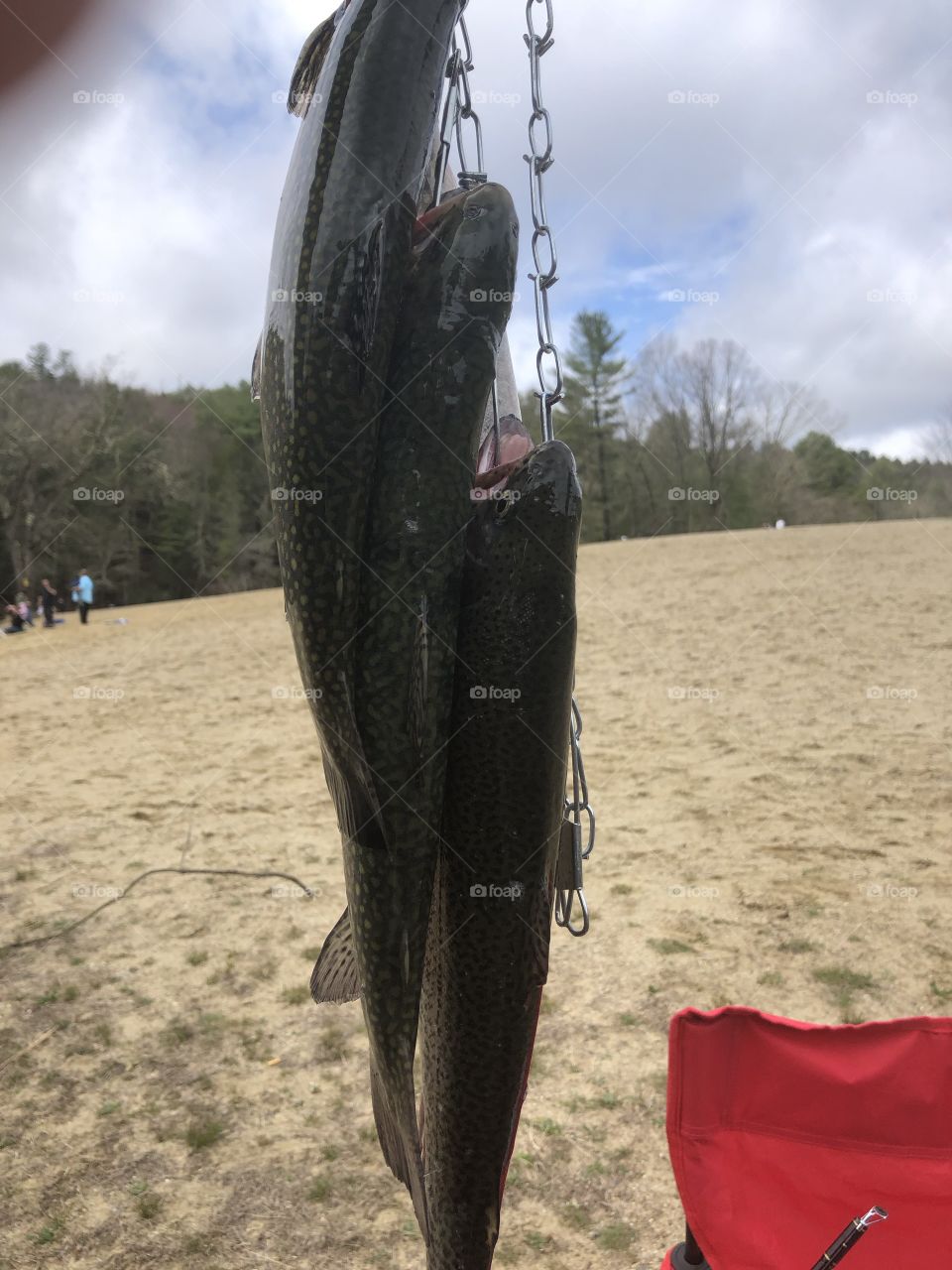 Trout on a stringer 