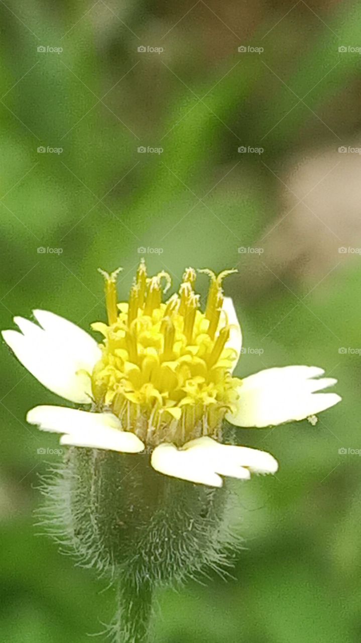 wild grass flower