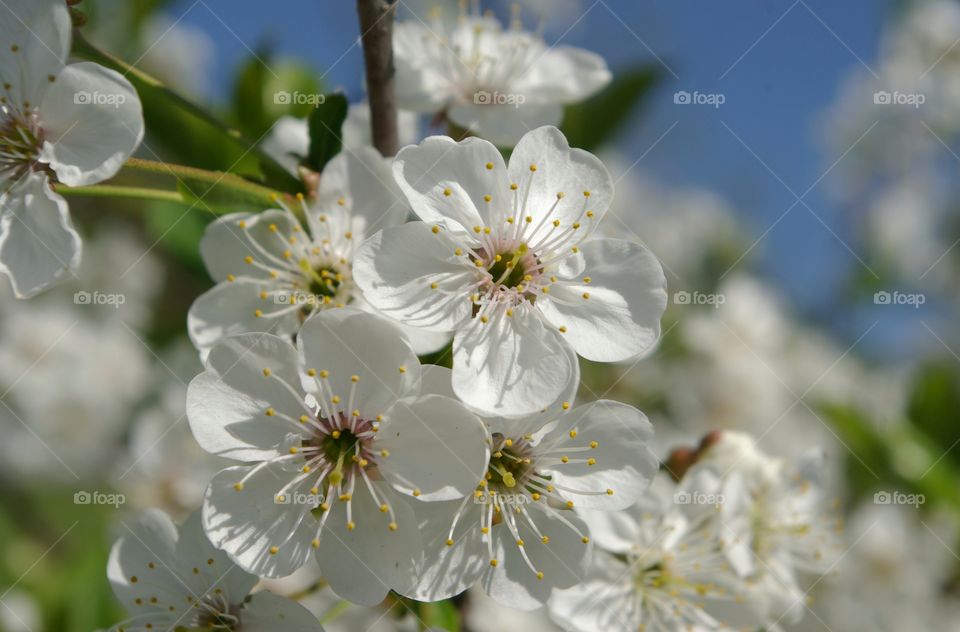 Cherry Blossom