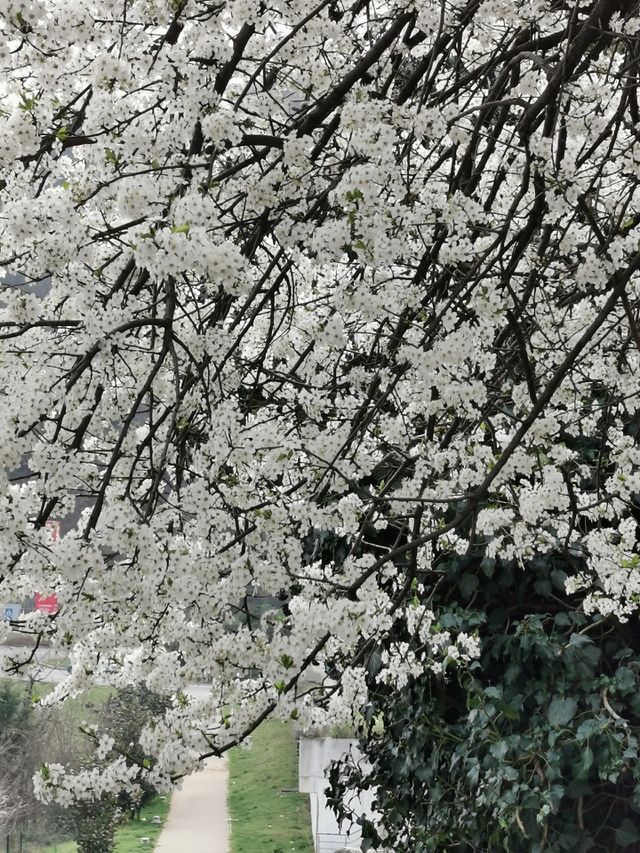 Spring is coming