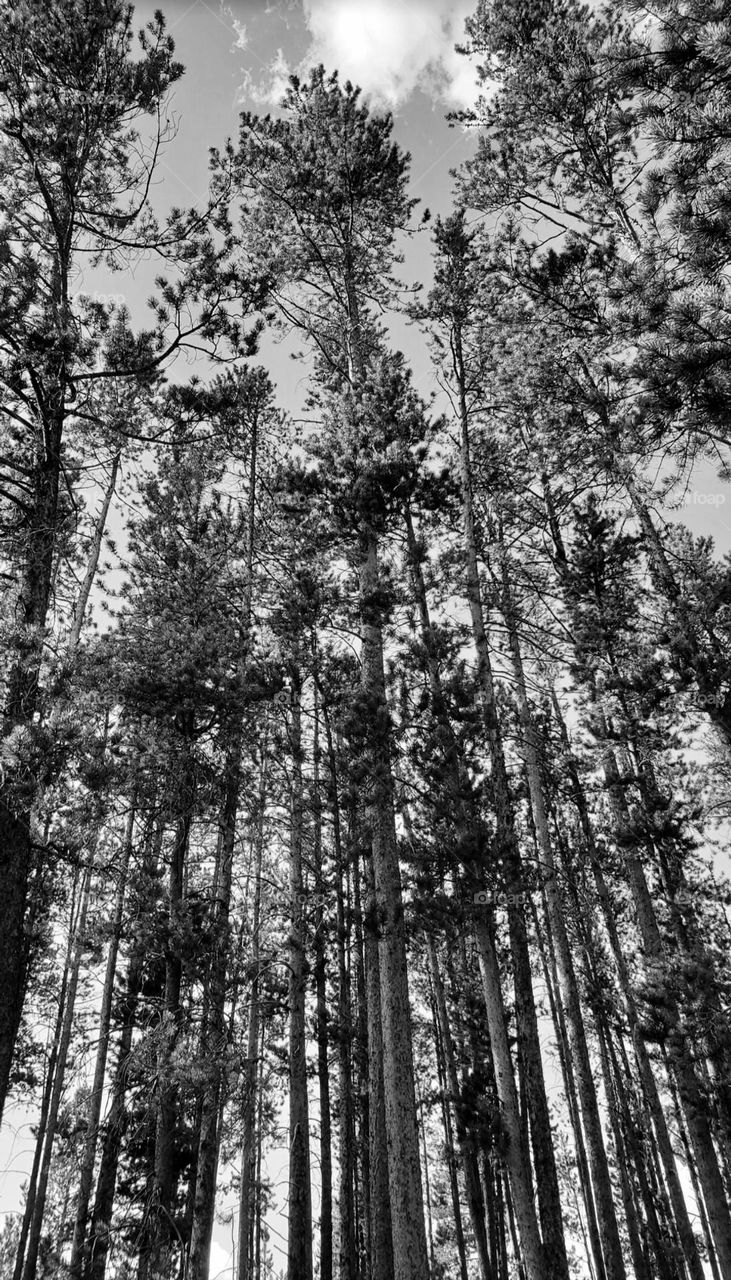 Nature's Architecture