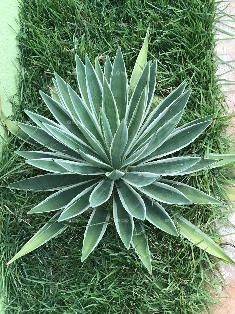 Umas das belezas do meu jardim! 