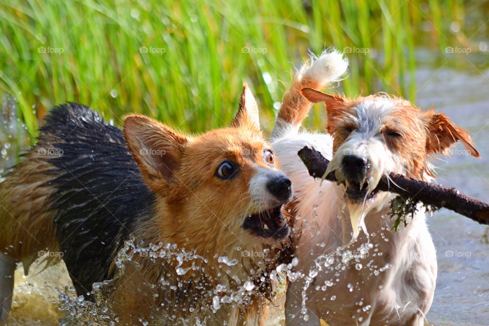 Two dogs playing in the water