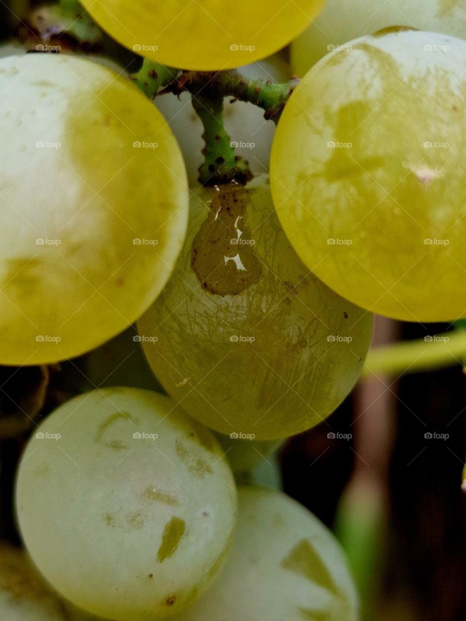 juicy grapes