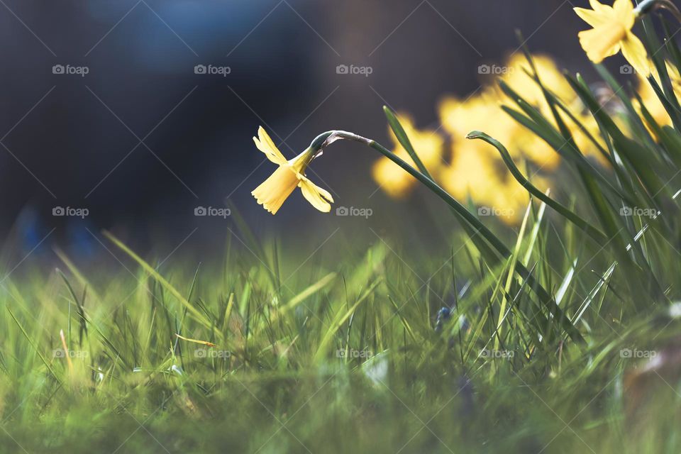 a portrait of a daffodil hanging outside of the bunch of flowers over the grass lawn of a garden on an overcast day.