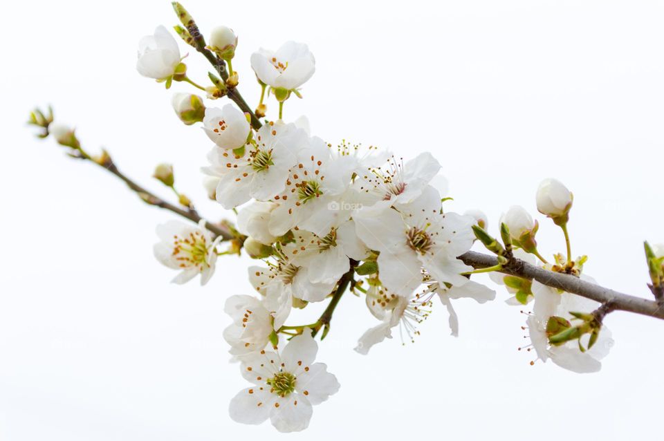 Branch of cherry blossoms.