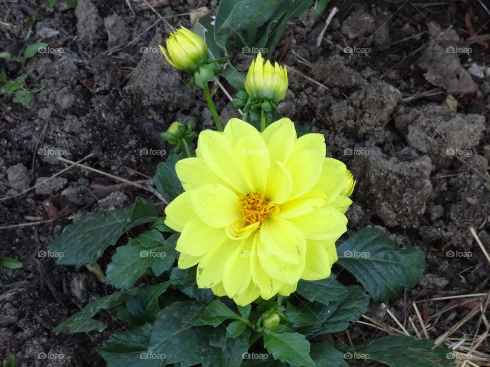 Beautiful flowers of Garden Dahlia 