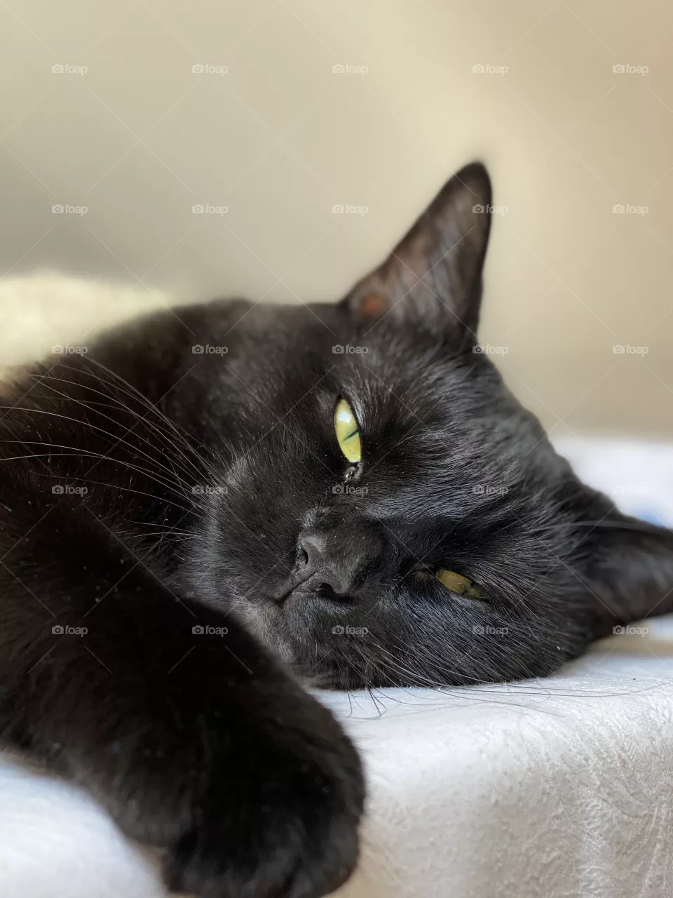 Sleeping Cat on a bed 