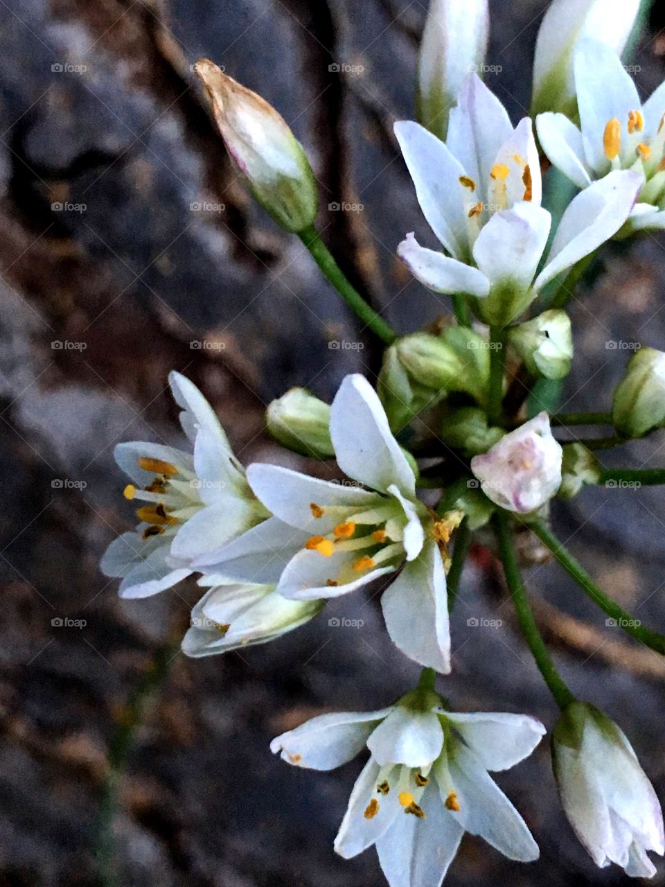 The flowers of the garlic plant