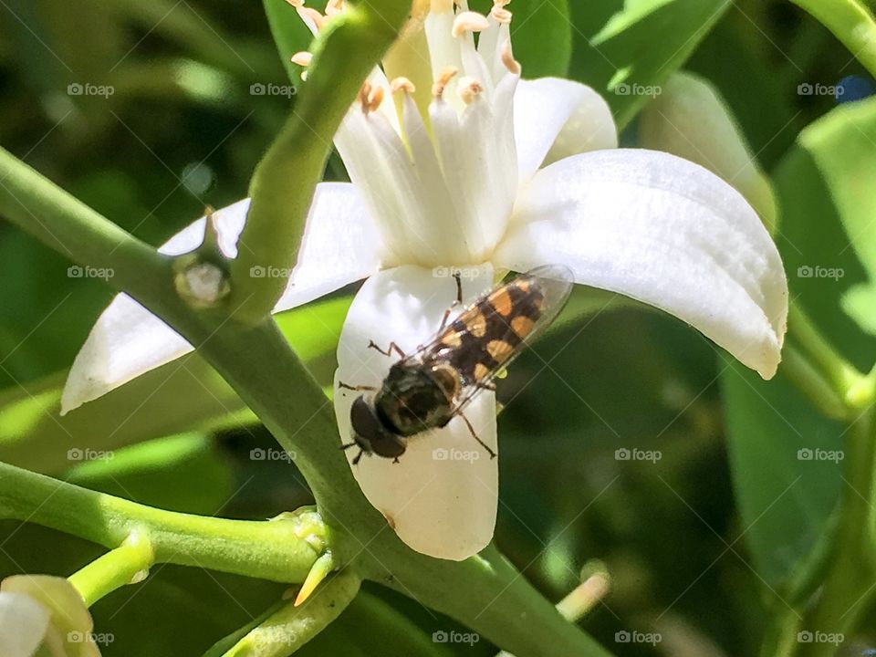 Yellow and black bee gathering nectar