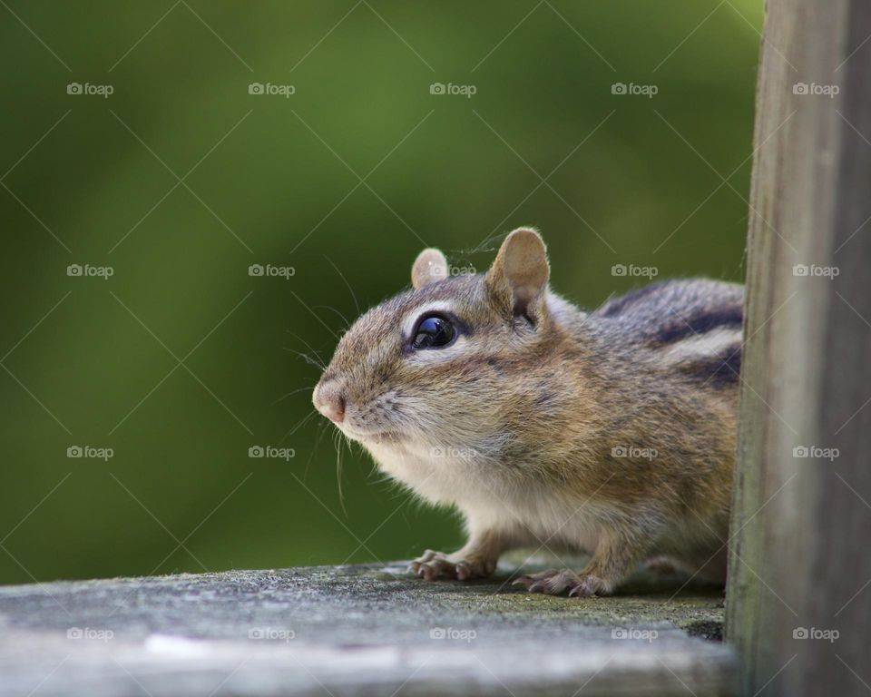 A Curious Cheekster; Chipmunk looking up to camera from porch railing