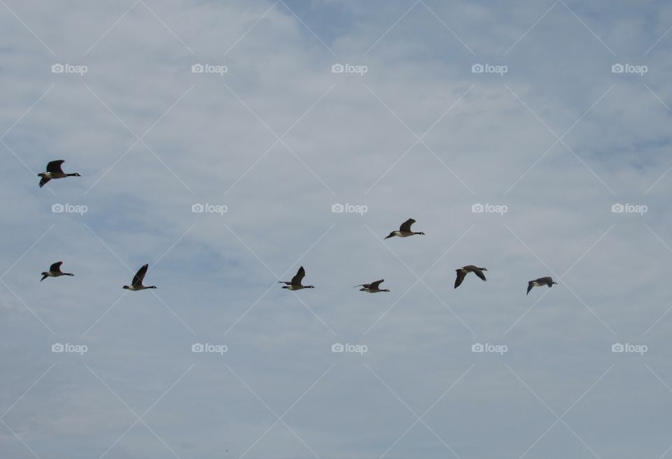 Geese in flight