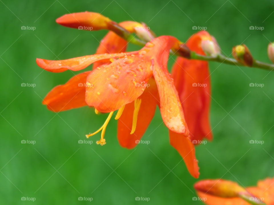 orange flower