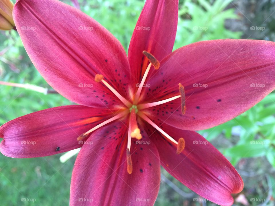 Lily close up