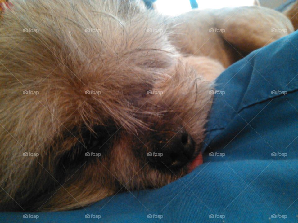 Sleeping doggie.... Cute shot of my dog sleeping :-)