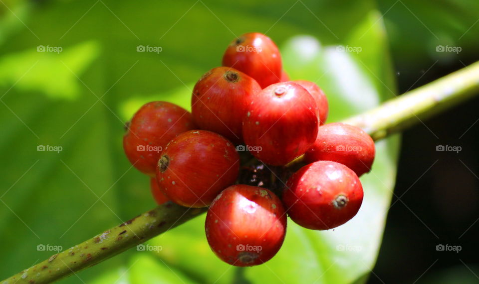 Coffee fruit . . .