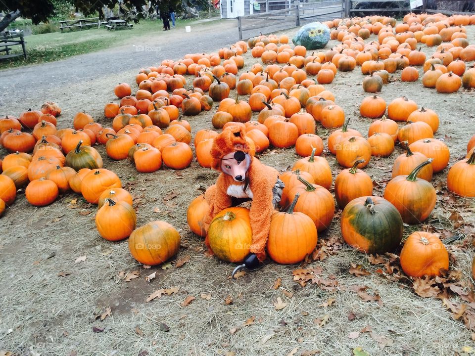 Picking a pumpkin. . A child dressed up as a pirate fox picks a pumpkin. 