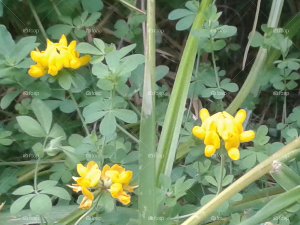 wildflowers