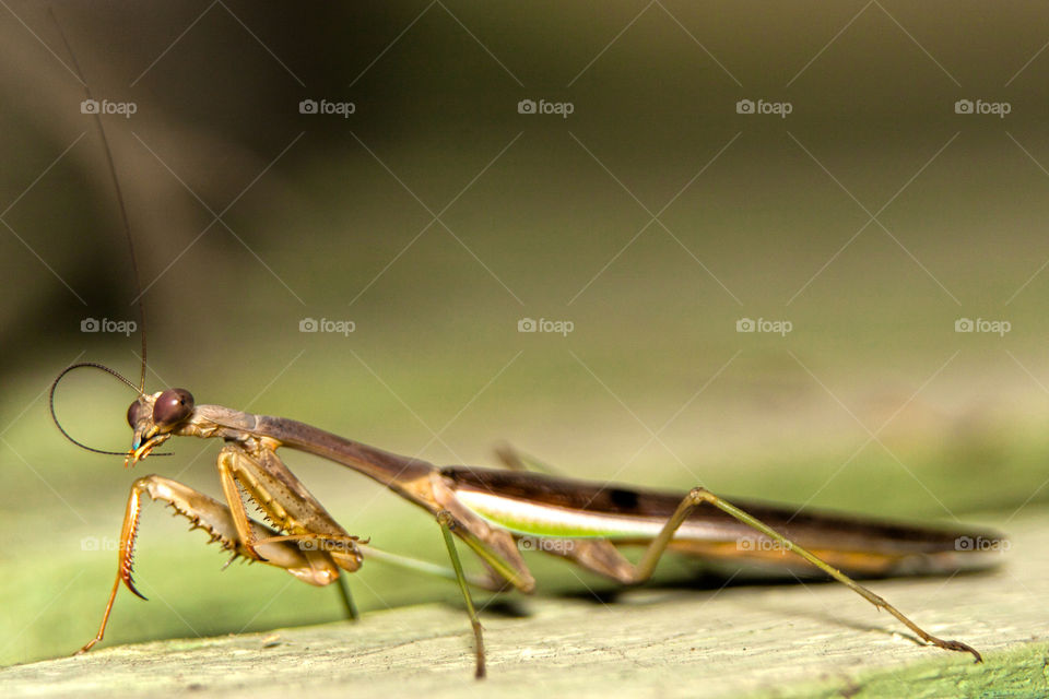 macro of praying mantis