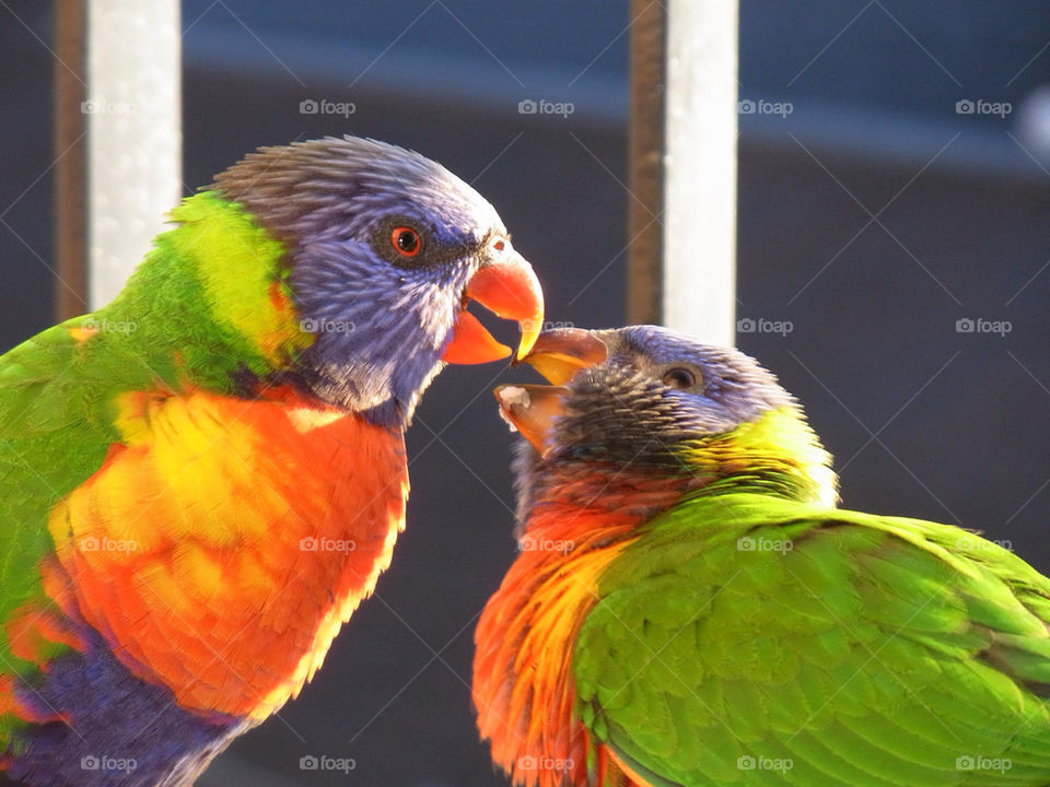 birds colourful animals kiss by chezzywa