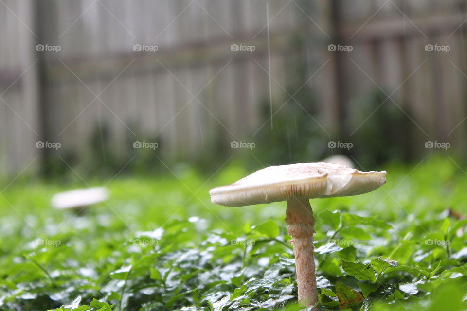 Mushroom in the rain