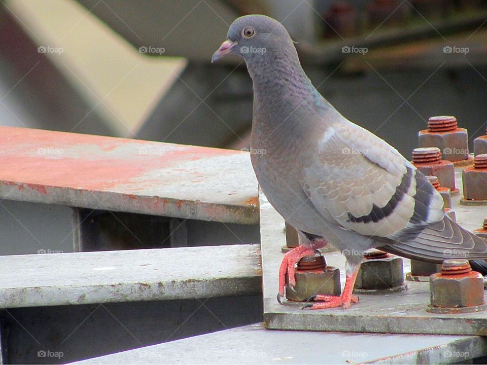 Sexy pigeon