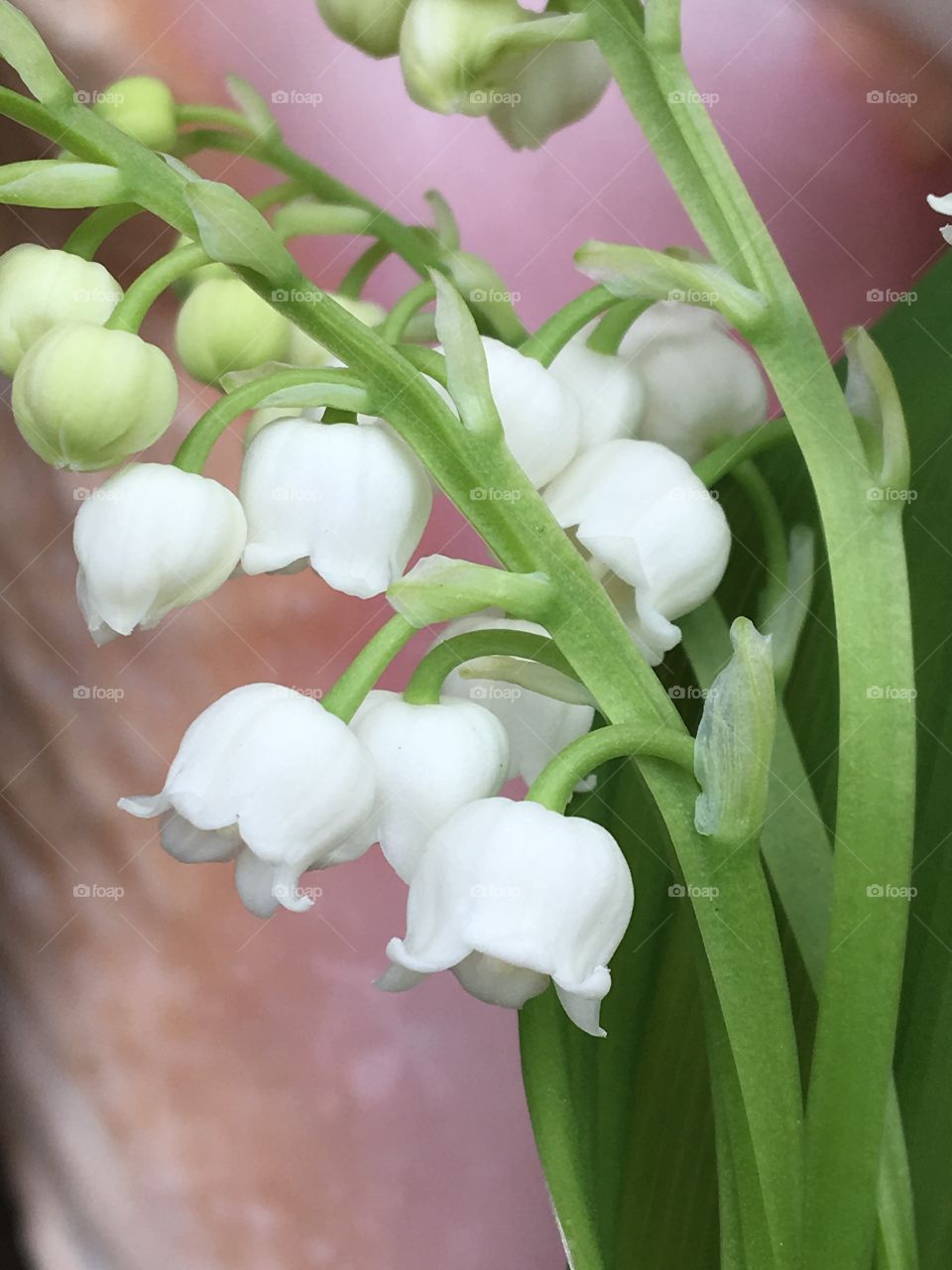 Lily of the Valley- white flower & pink background 