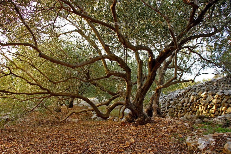 Olive tree