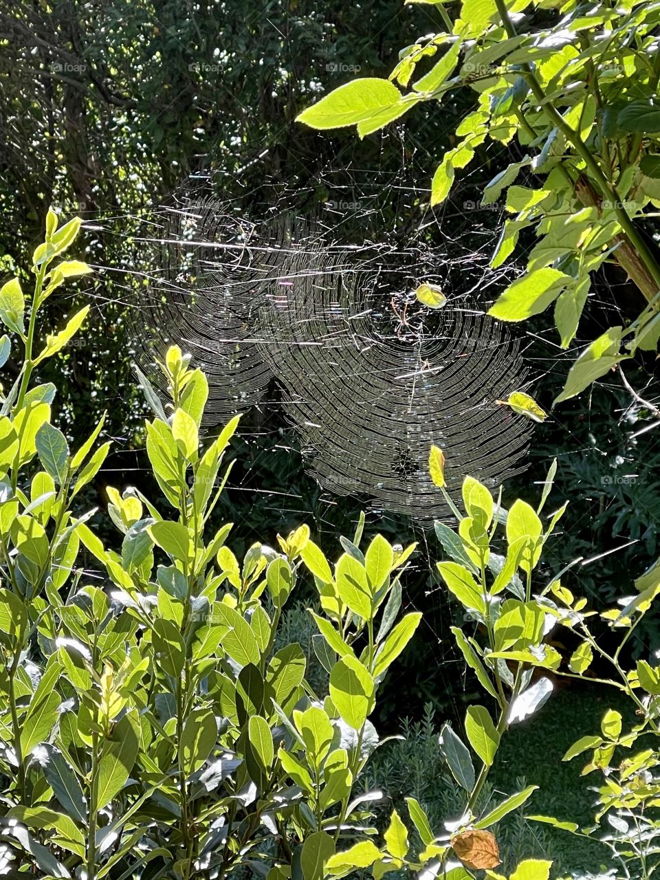 Huge spider web in sunlight garden 