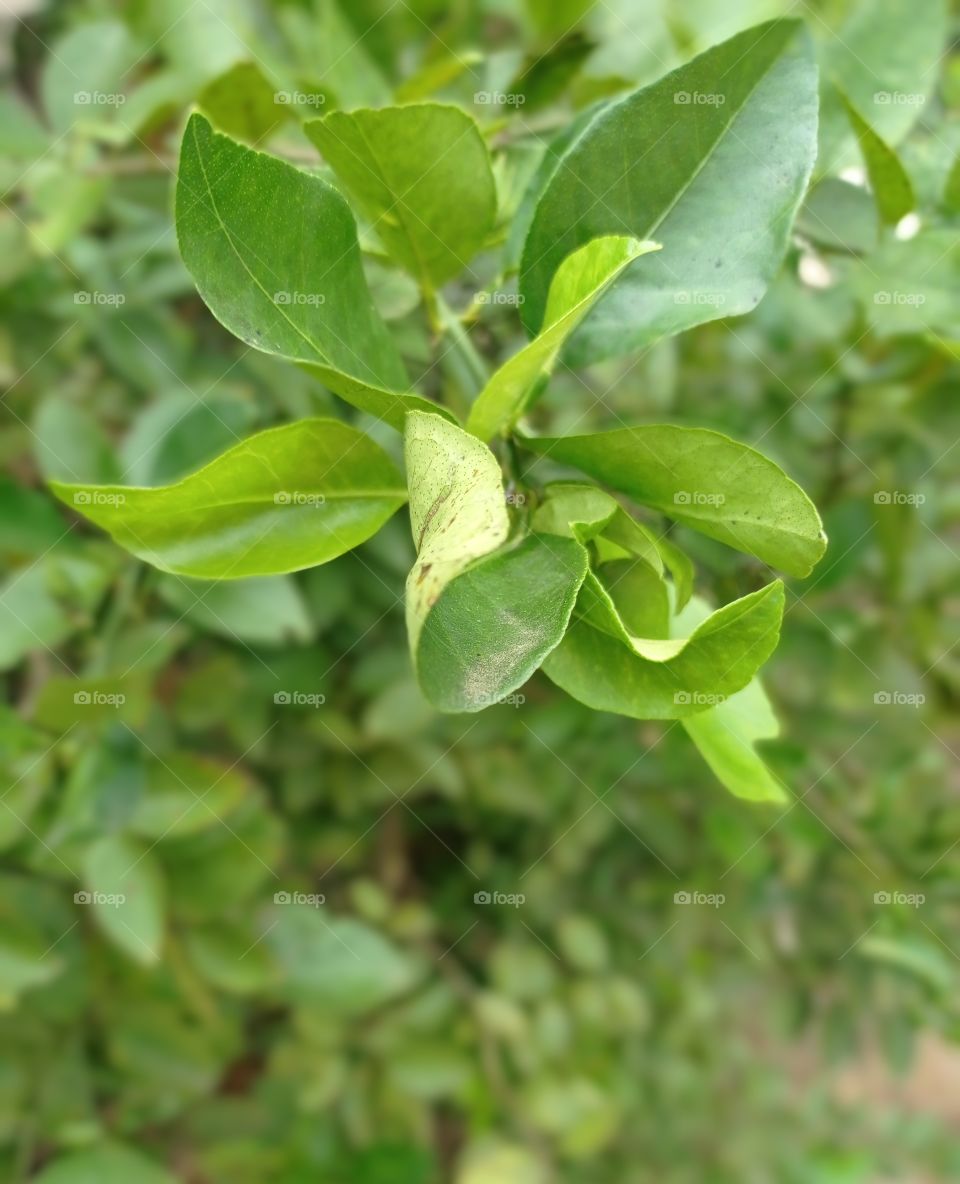 Green lime leaves ..