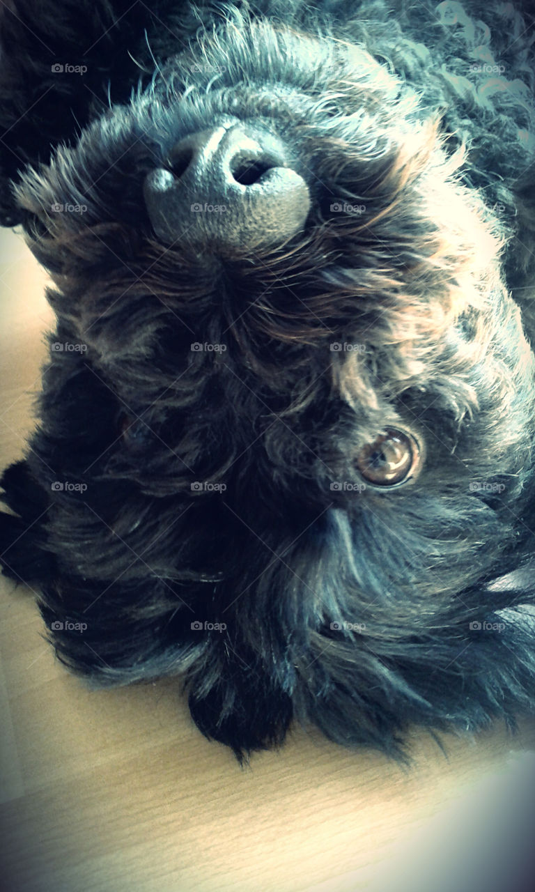 Black dog. my dog