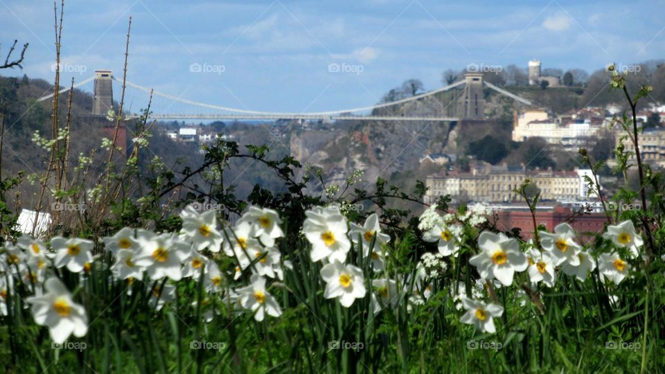 Spring daffodils growing on the road side