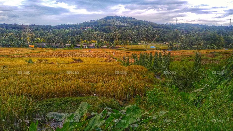 The view of the rice fields when the new harvest begins