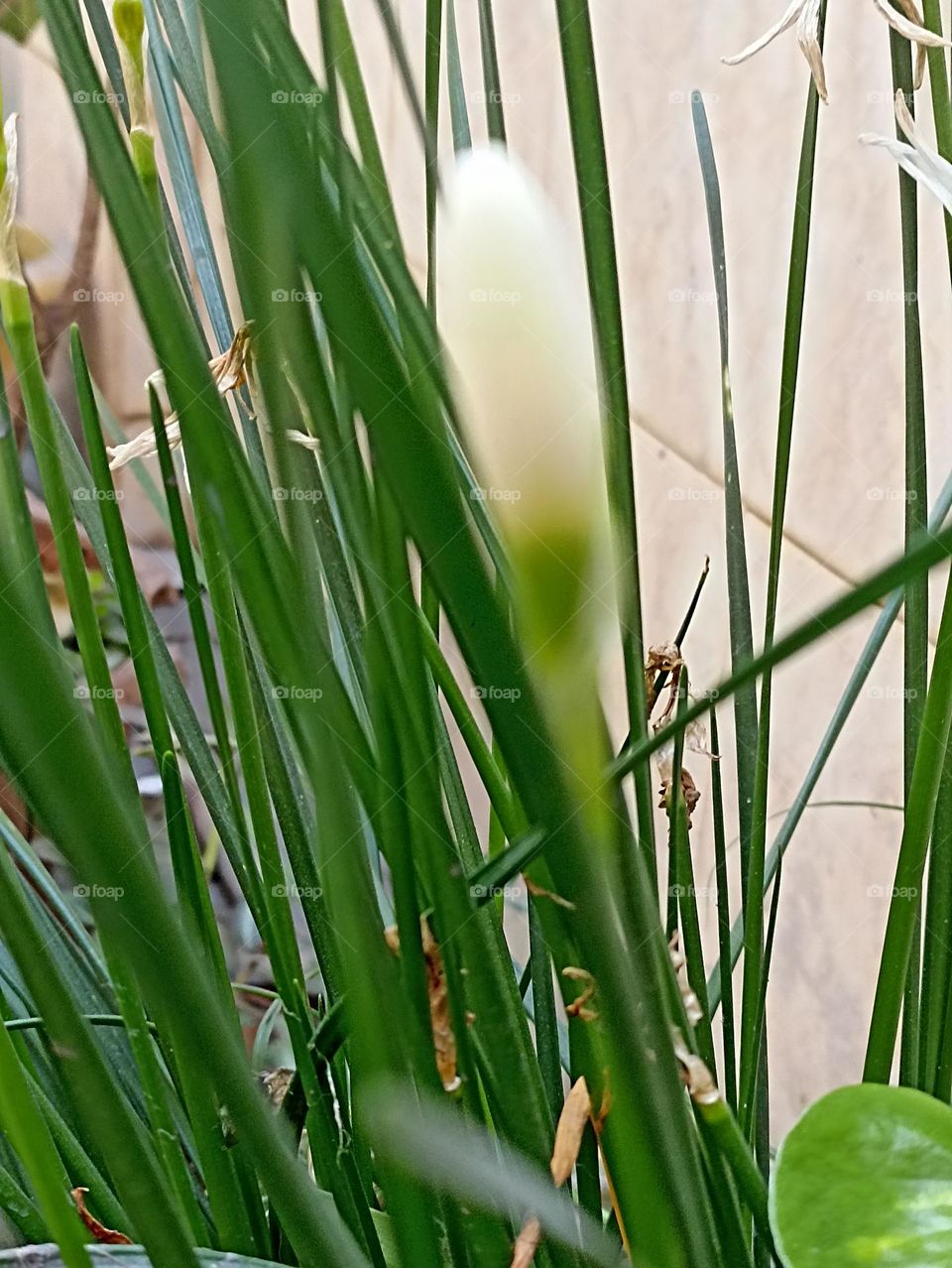 one pearl in green sheet