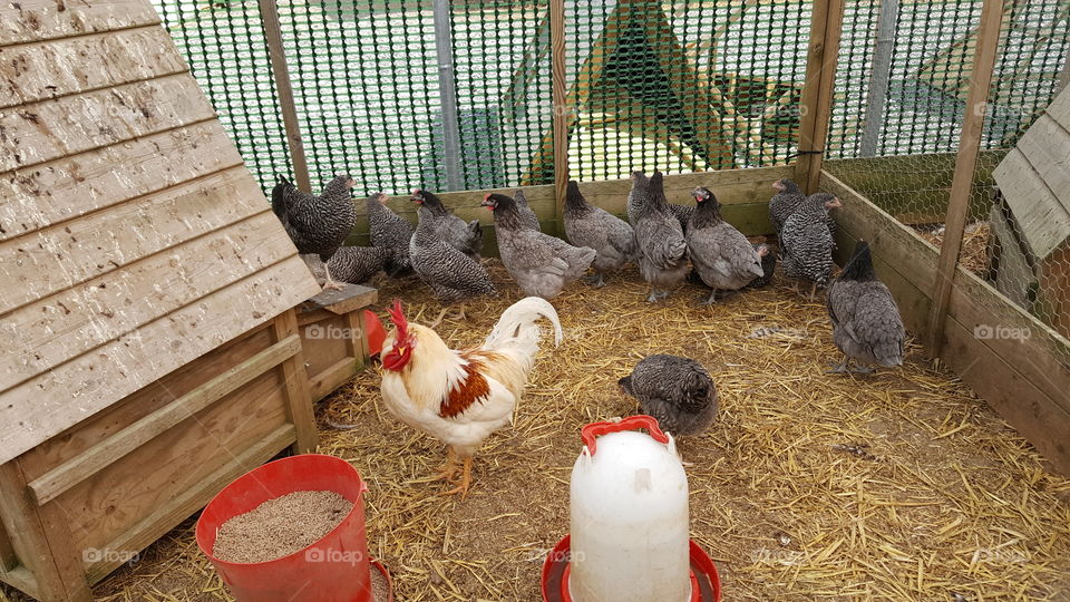 Chicken enclosure