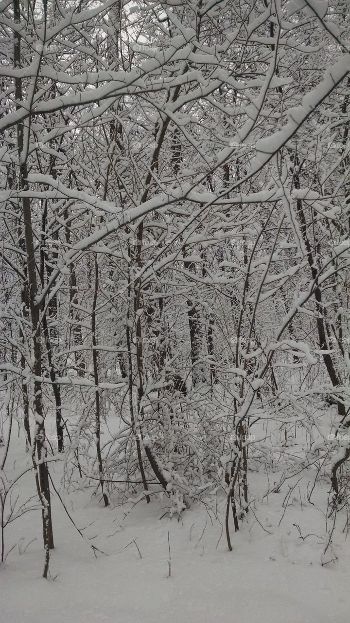 winter woods