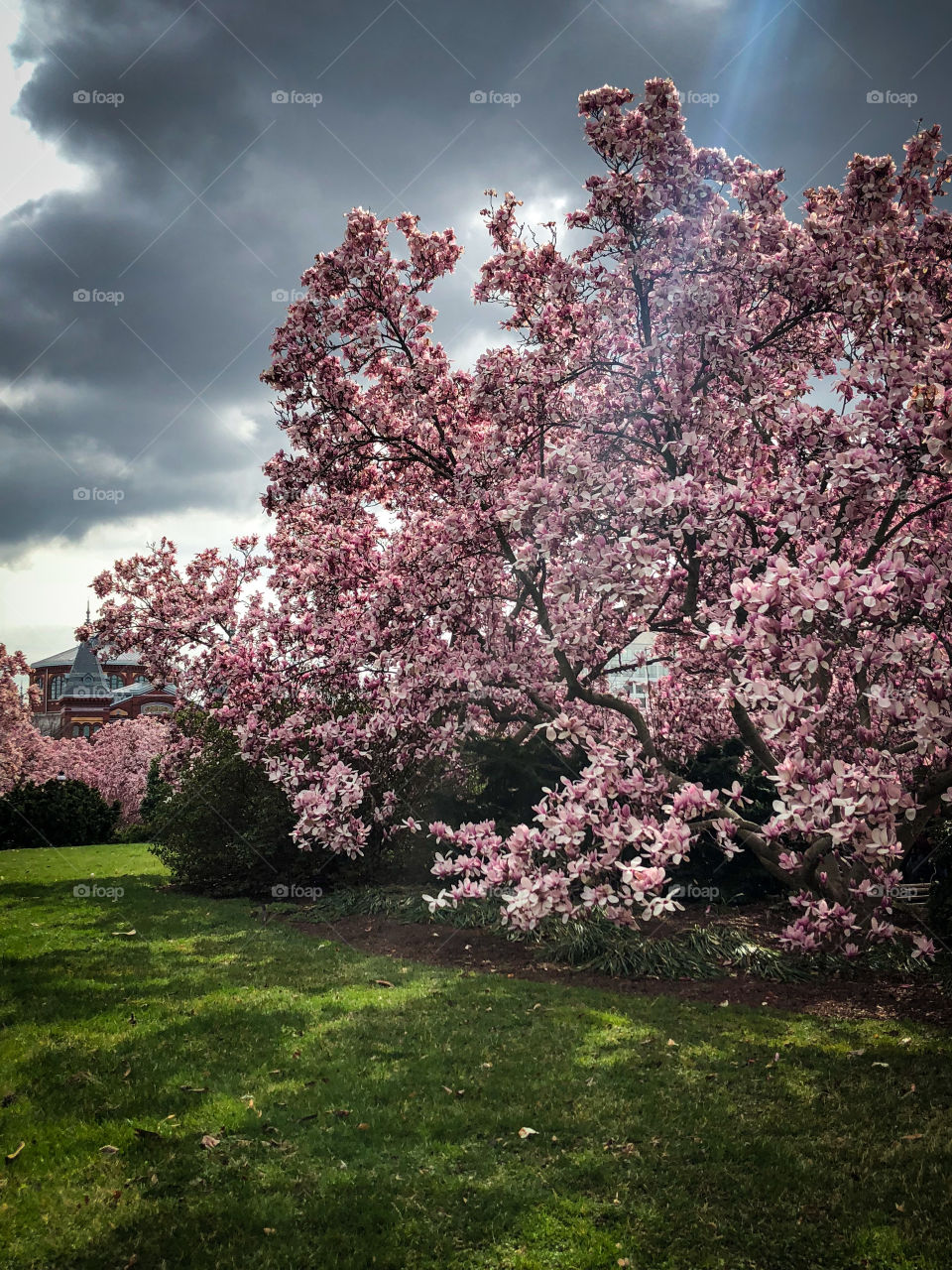Pink saucer magnolia tree fills the landscape outside the national mall in downtown Washington, D.C. 
