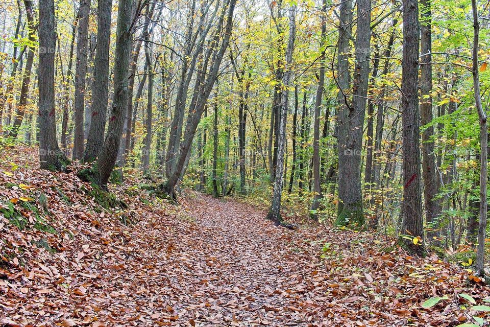 autumn tree in the park