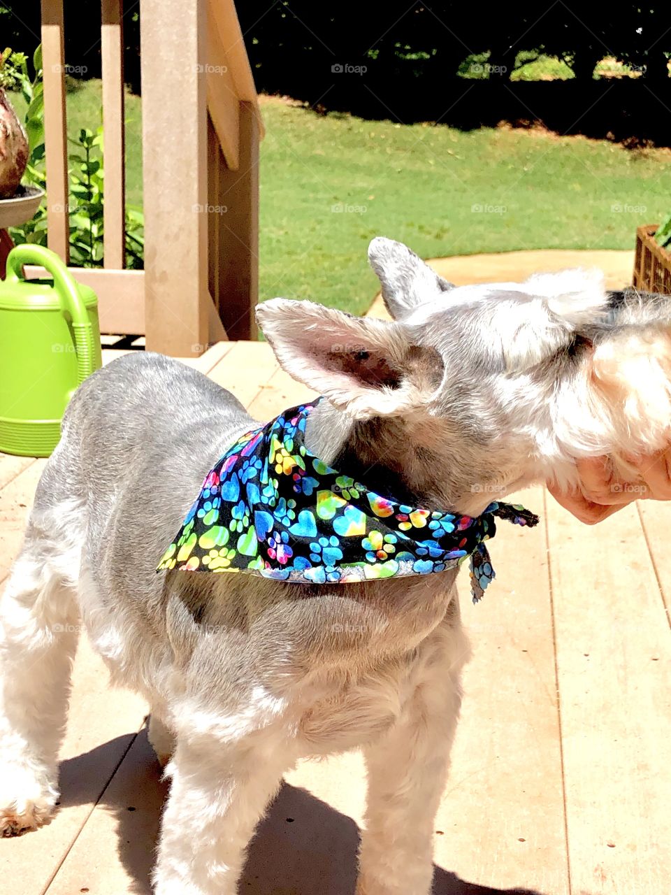 My beautiful baby boy Schnauzer in his colorful bandanna after being freshly groomed.  