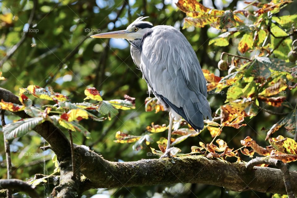 Gray heron
